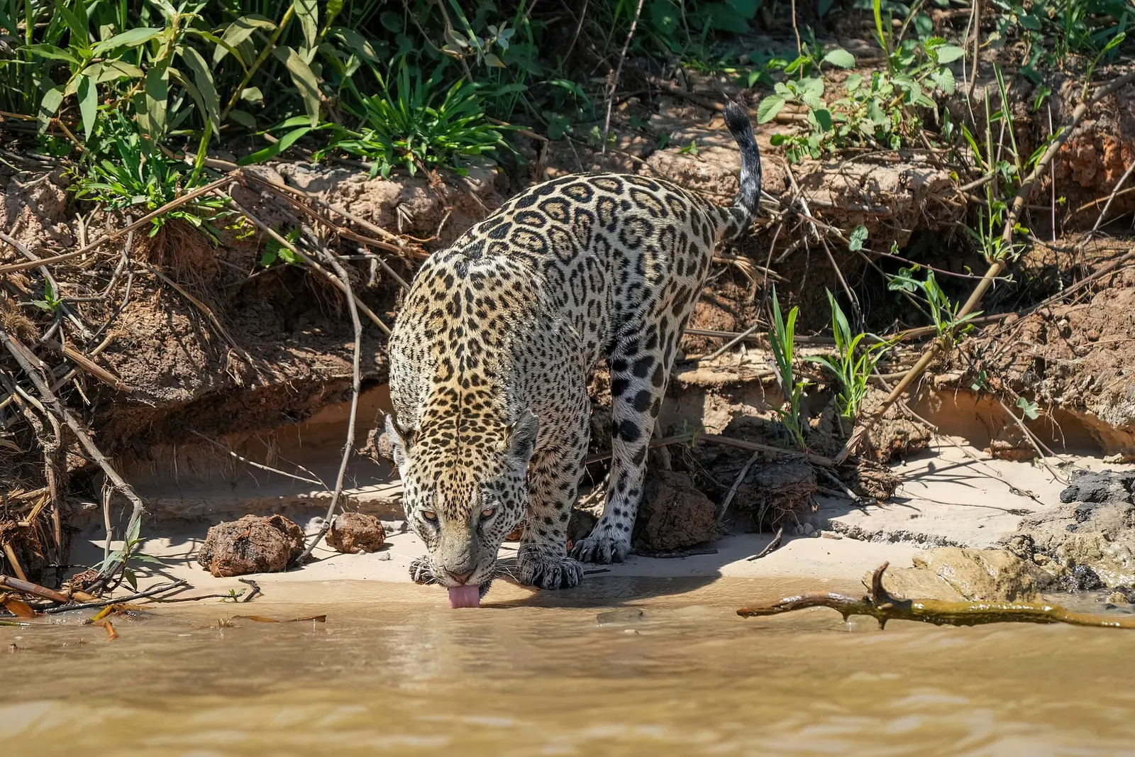 Jaguar v državnem parku Encontro das Águas
