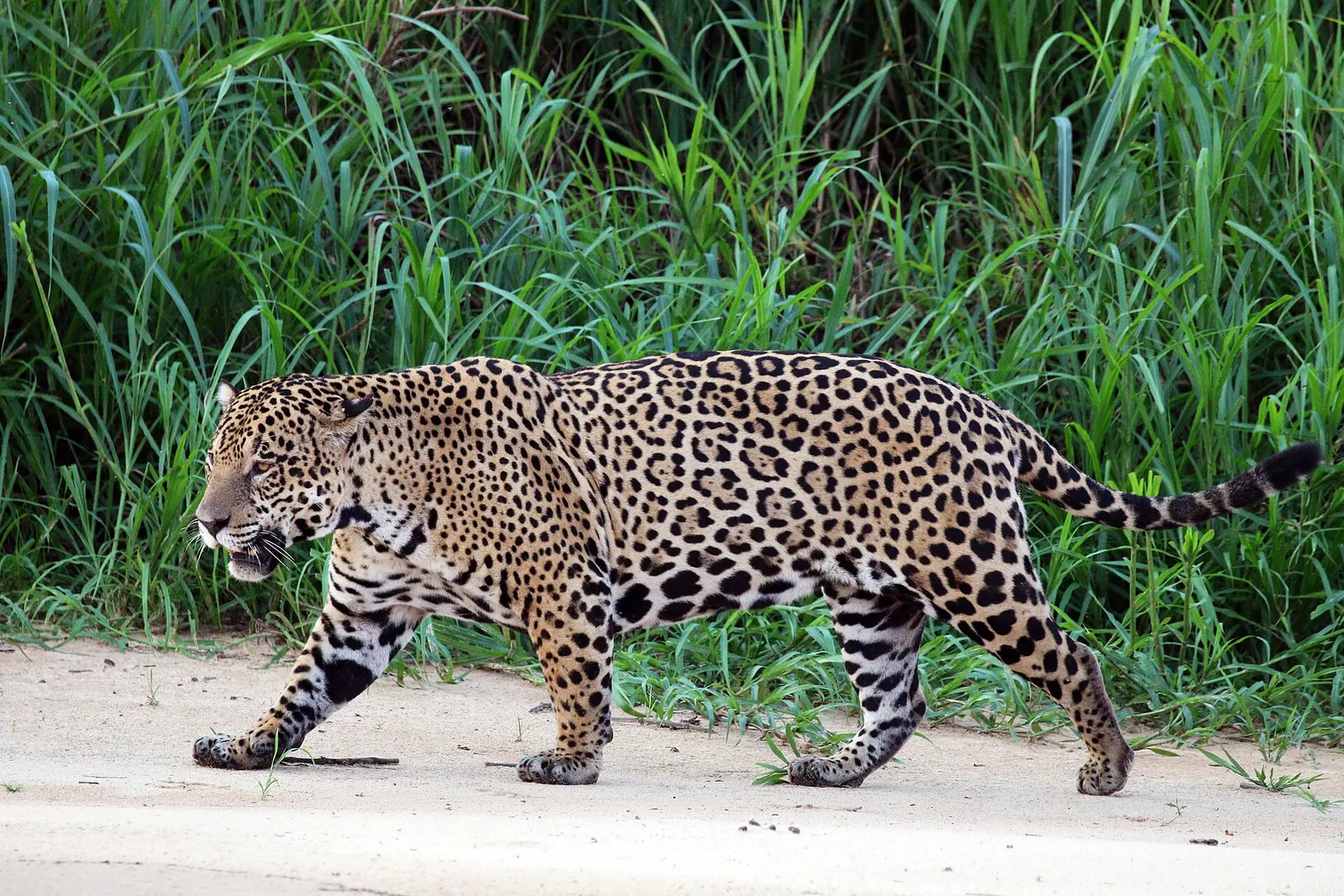 Jaguar v Pantanalu