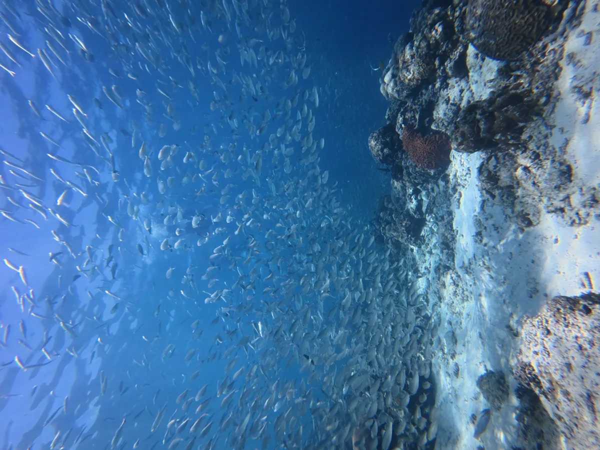 Sardine run pri Moalboalu