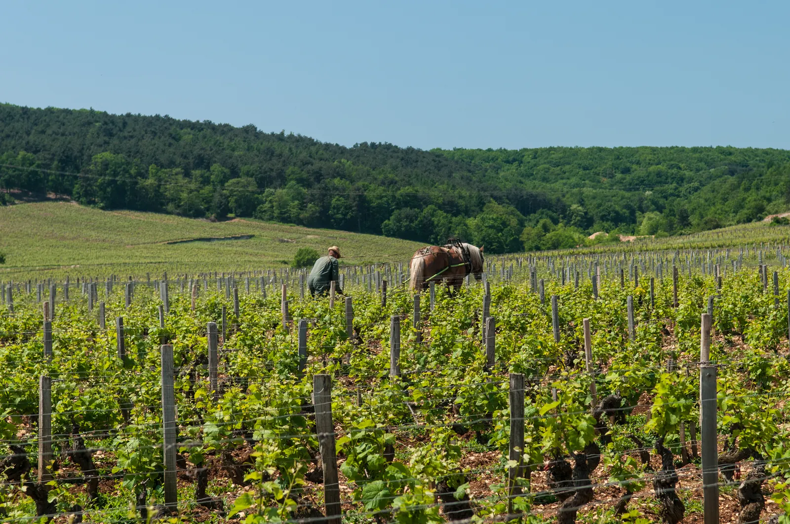 Vinogradi v Burgundiji