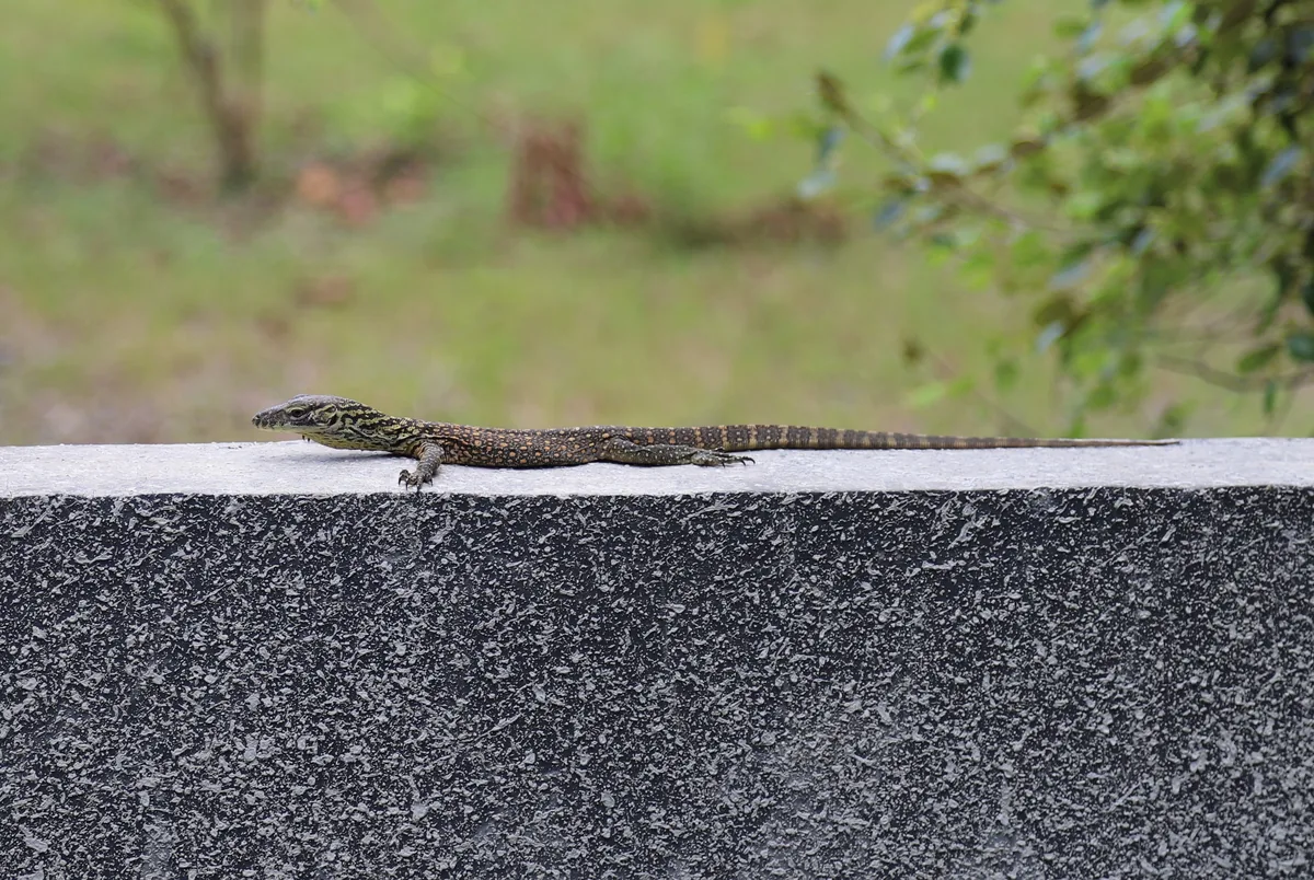 Mladi komodoški varan na otoku Rinca