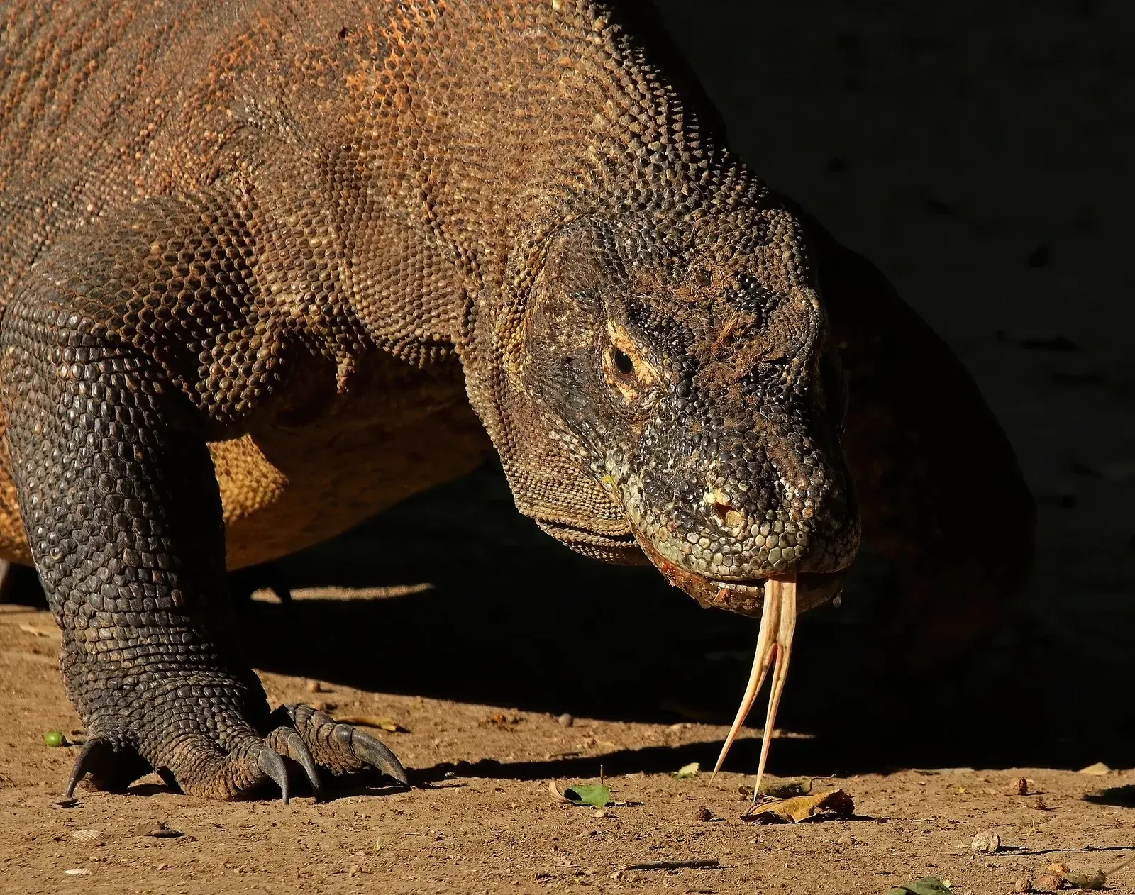Komodo varan