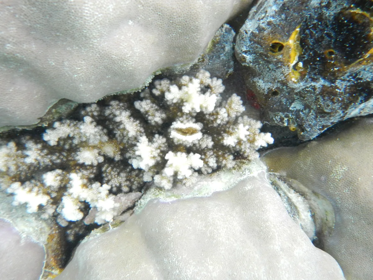 Koralni greben v otočju Raja Ampat