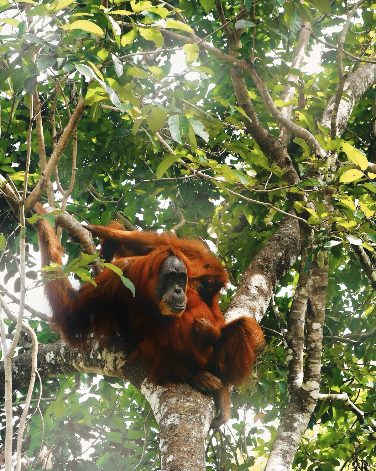 Sumatrski orangutan