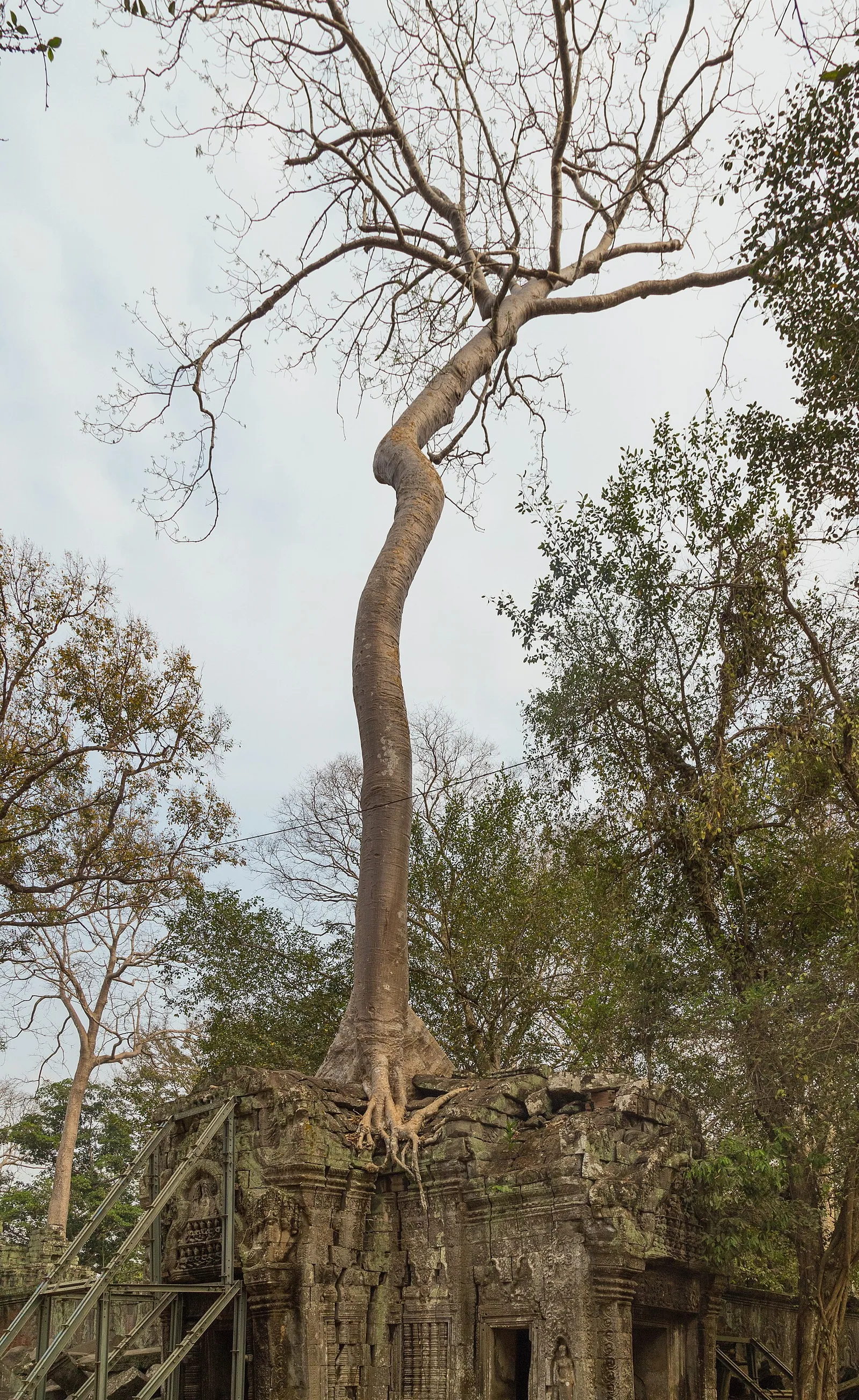 Ta Prohm