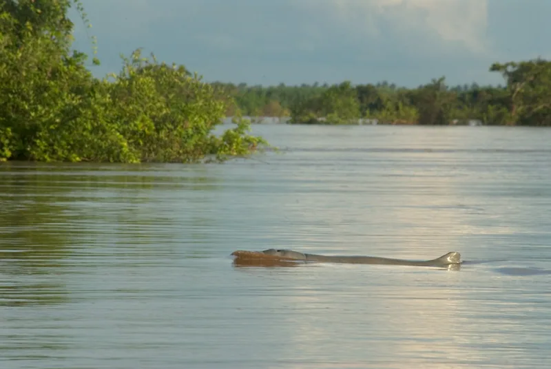 Delfin vrste irrawaddy