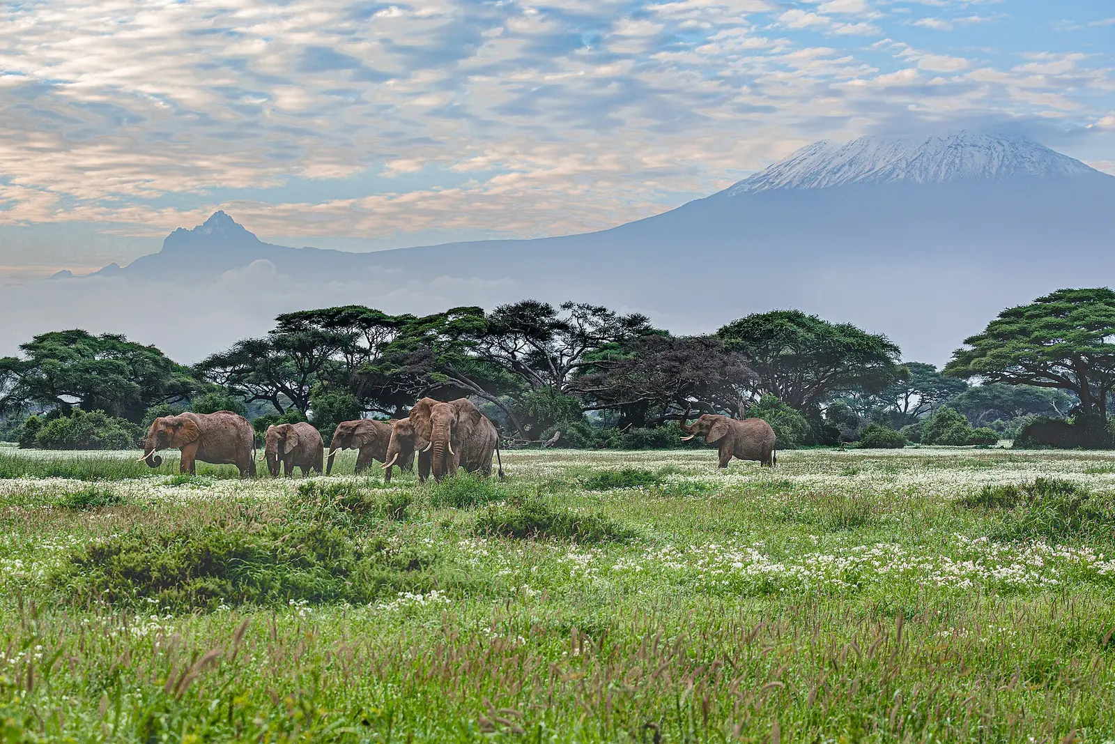 Narodni park Amboseli pod Kilimandžarom