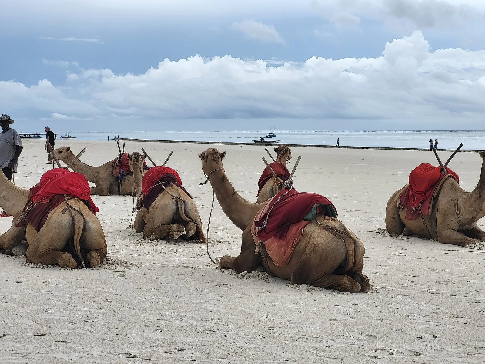 Kamele na plaži Diani