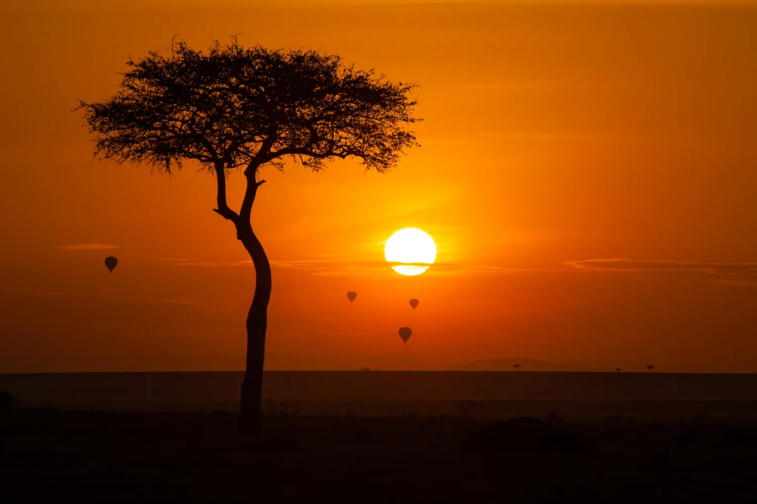 Maasai Mara, kenijska savana z divjadjo