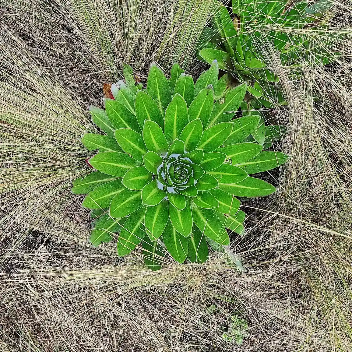 Afroalpska lobelija na Mount Kenyi
