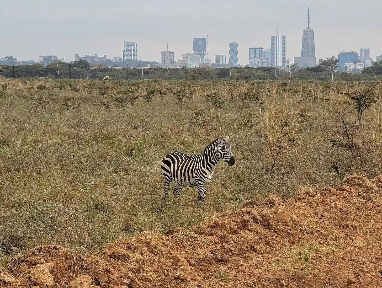 Zebra pred obrisom Nairobija v narodnem parku Nairobi