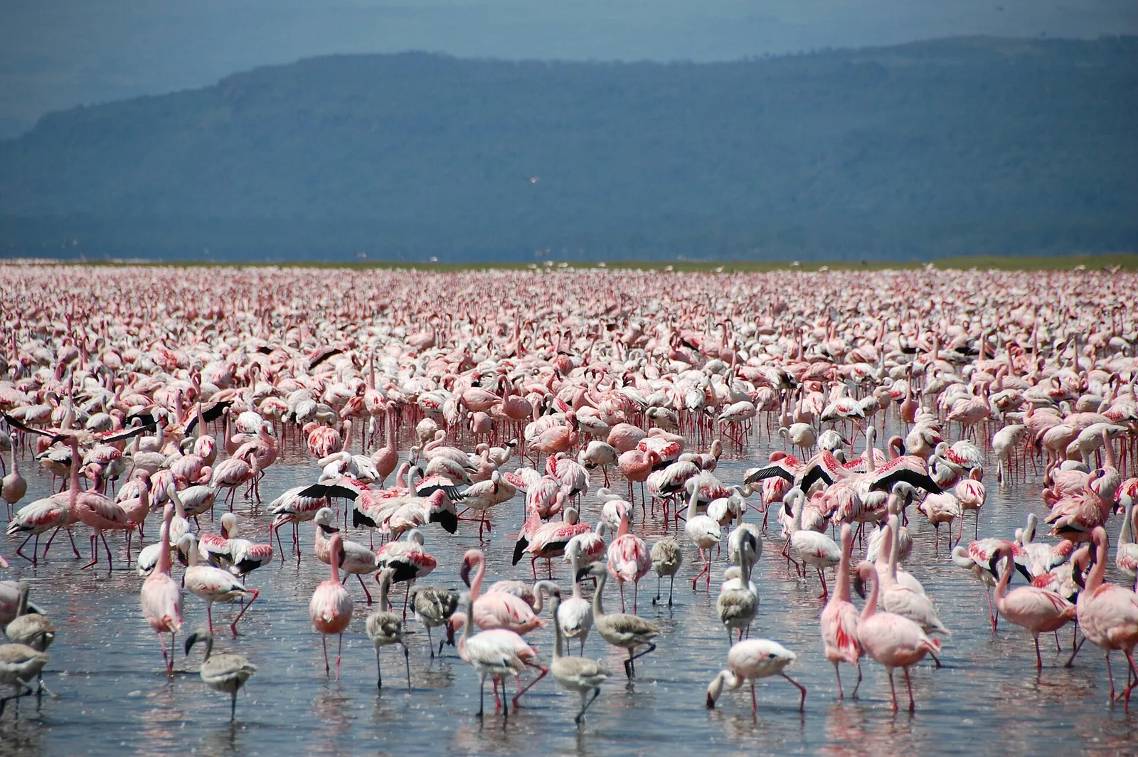 Jata plamencev na jezeru Nakuru