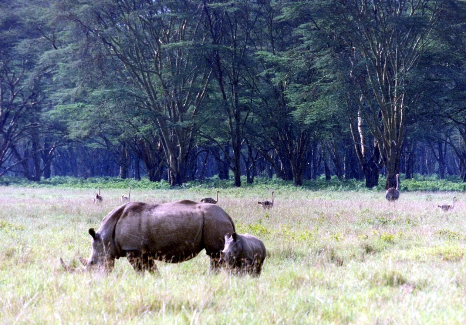 Nosorogi v narodnem parku jezera Nakuru