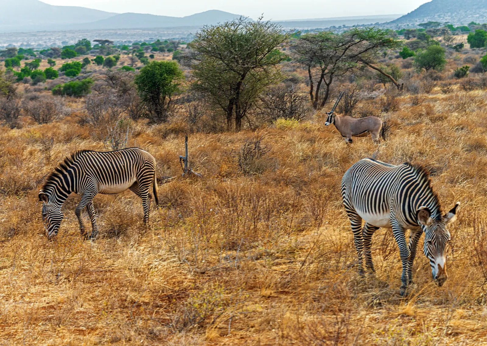 Grevyjeve zebre v rezervatu Samburu