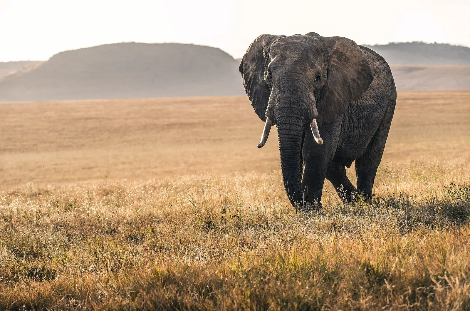 Slon v narodnem parku Tsavo
