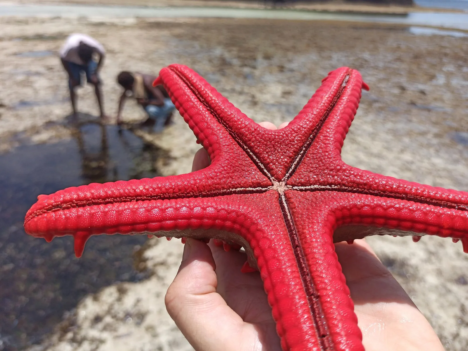 Morska zvezda na plaži Watamu