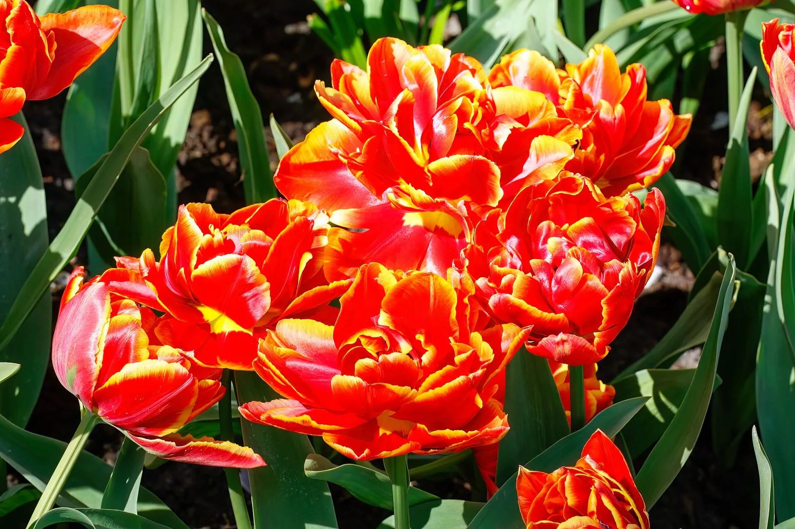 Cvetoči tulipani v parku Keukenhof