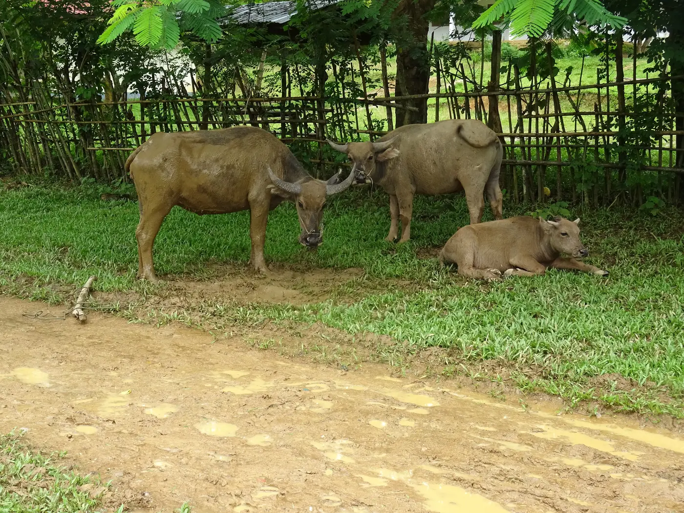 Vas Muang Ngoi Neua ob reki Nam Ou