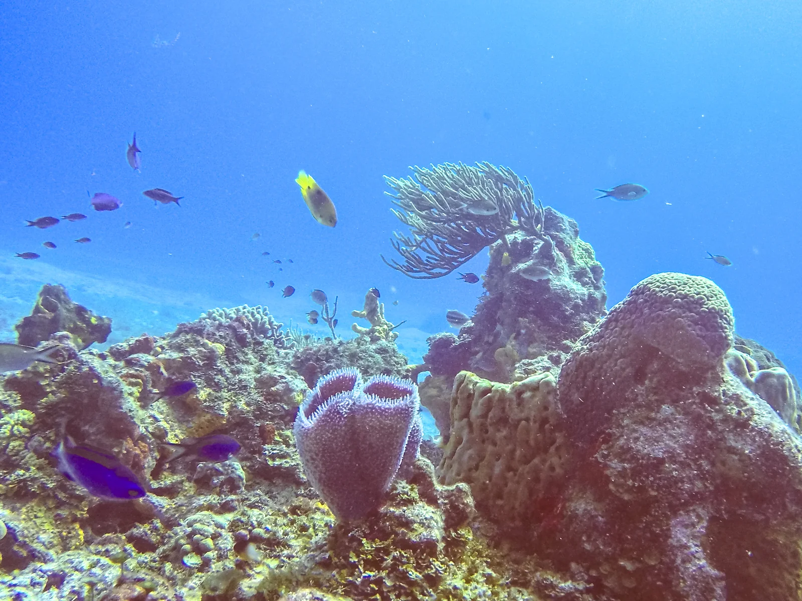 Koralni greben pri Cozumelu