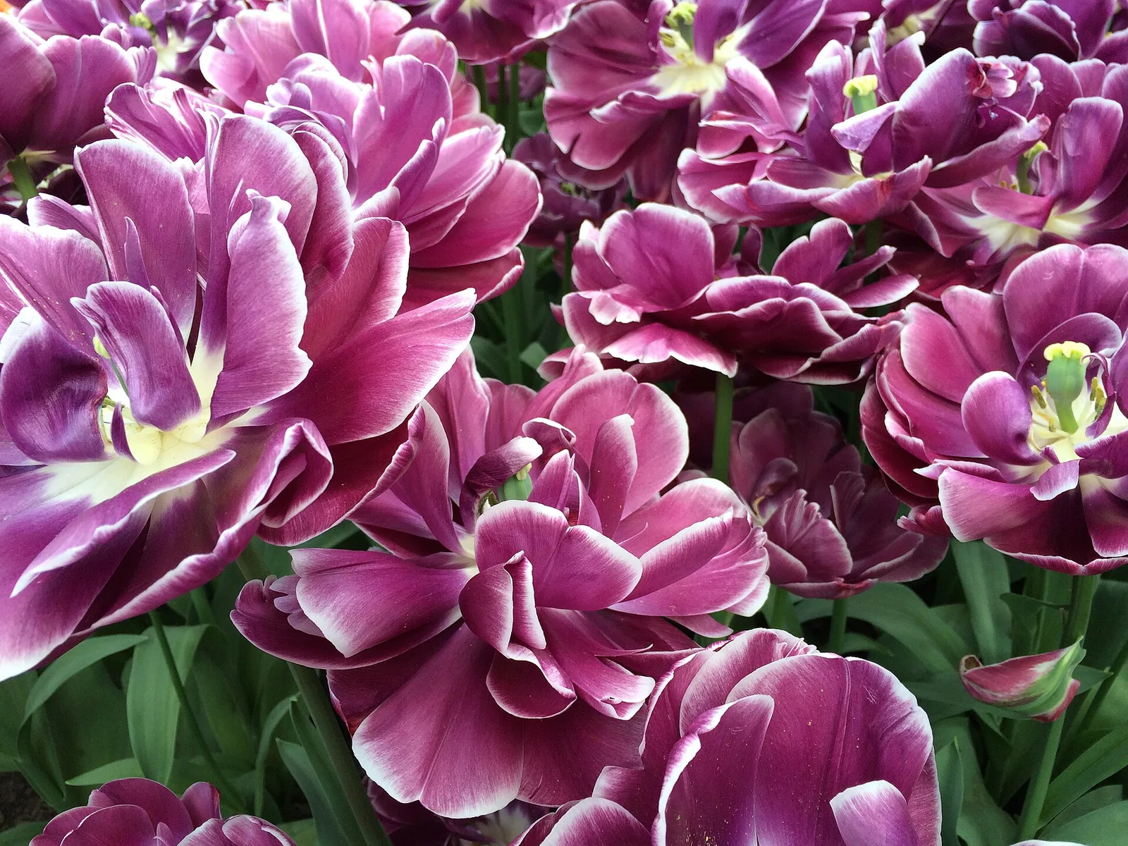 Cvetoči tulipani v parku Keukenhof
