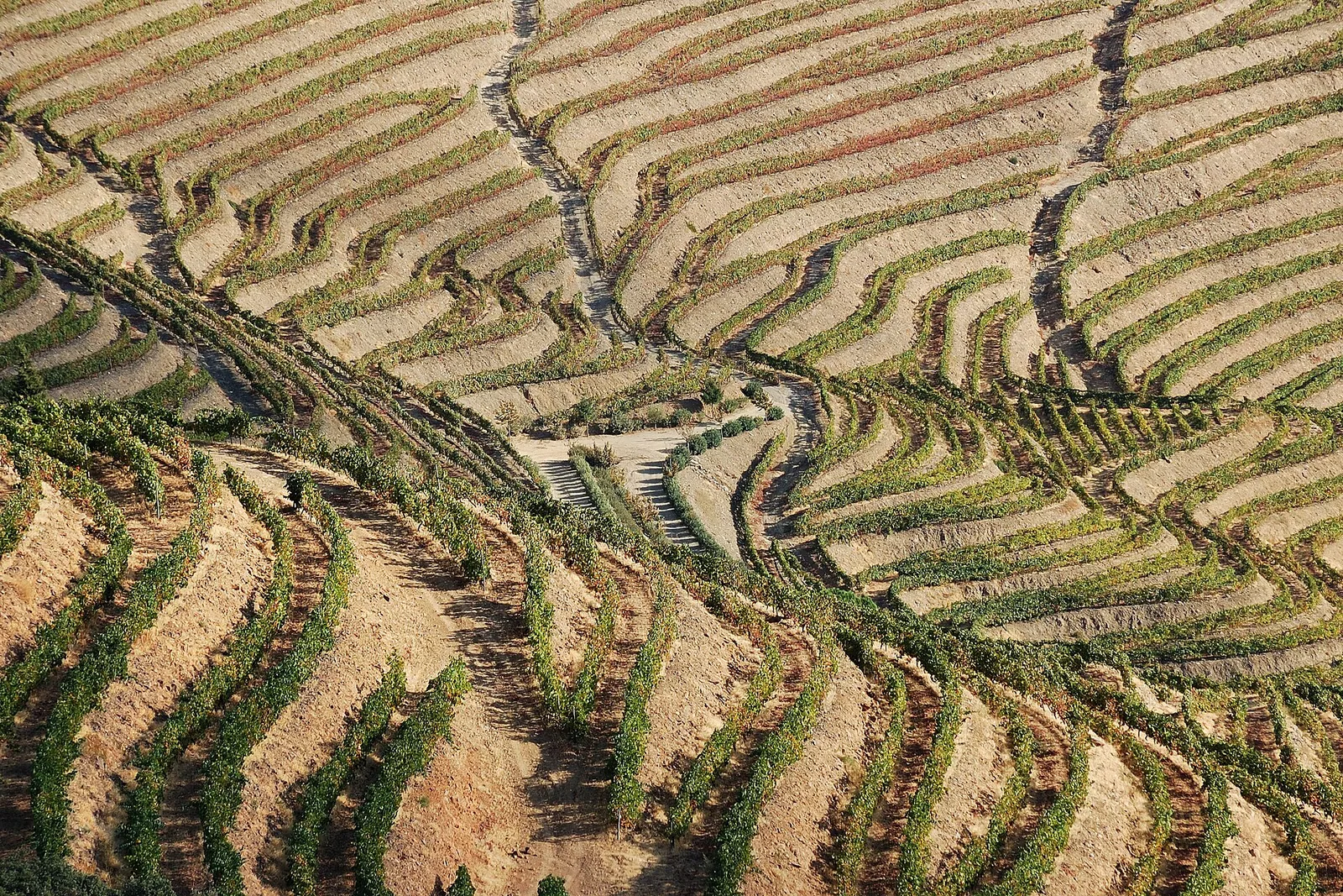 Terasasti vinogradi v dolini reke Douro