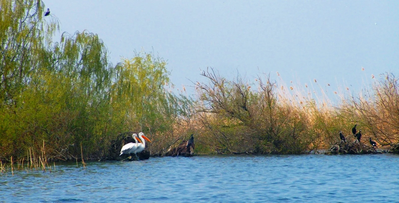 Pelikan in kormoran v delti Donave